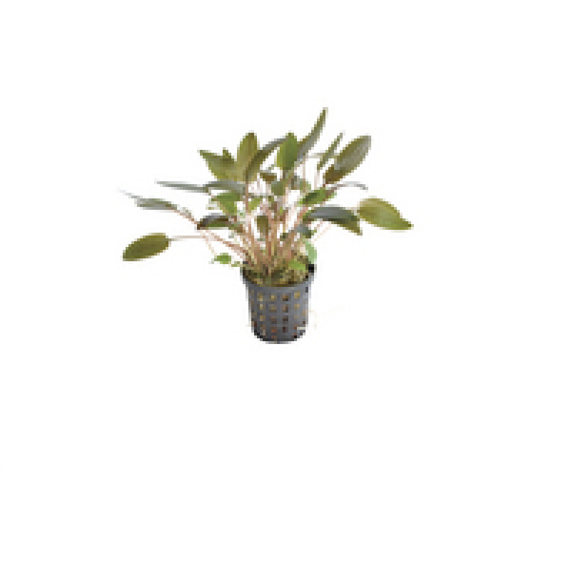 6x Cryptocoryne Wendtii brown